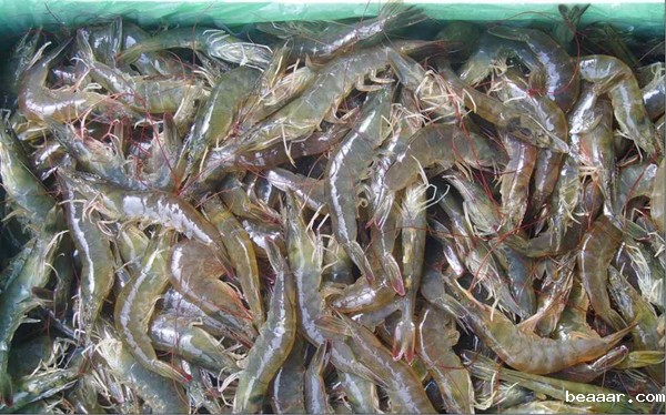 水产品检测仪器设备介绍和参数说明