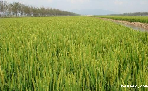 植物光合作用测定仪帮助农业生产更好