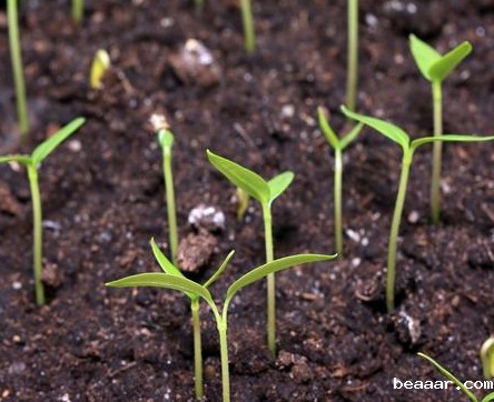 土壤肥力降低的原因有哪些