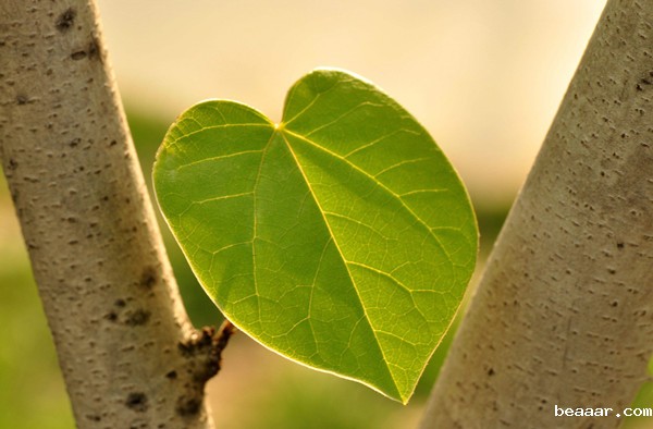 光合作用测定仪 光合作用测定仪