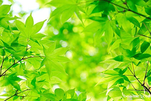 光合作用测量系统探究植物的秘密