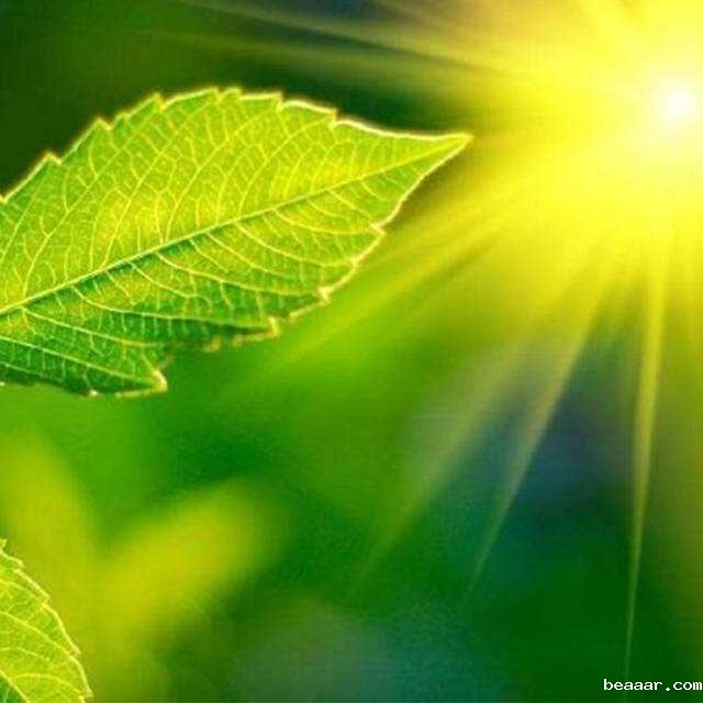 便携式光合作用测定仪操作注意事项 便携式光合作用测定仪操作注意事项