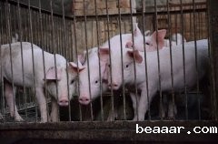 某区域发生一起非洲猪瘟疫情