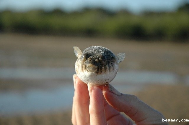 毒性强，致死风险高！食用河豚鱼千万要谨慎！
