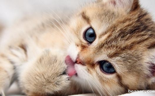 1619142300304933.jpg 猫咪.jpg