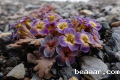 垫状植物改善土壤环境