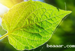 植物茎秆强度对植物生长的影响