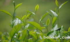 如何检测茶叶中的农药残留？