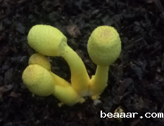 孢子捕捉仪助力宜居城市建设