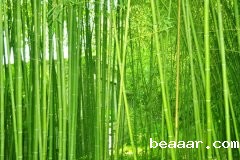 植物株高要如何测量？