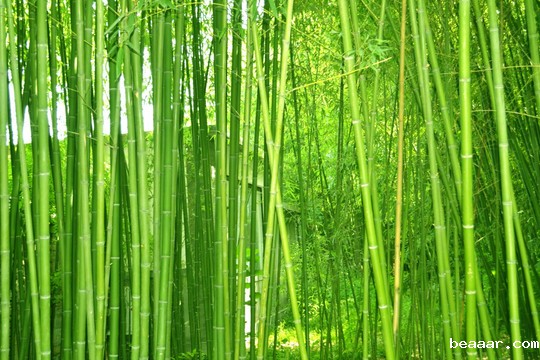 植物株高要如何测量？